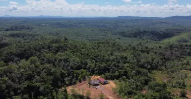 Gandeng Pramuka, PLN Tanam Pohon Produktif 2 Hektare