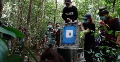Lima Orang Utan Dilepasliarkan di Taman Nasional Bukit Raya