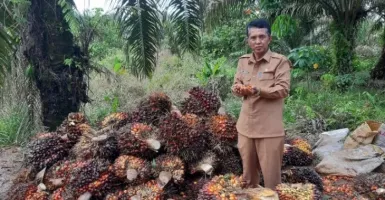 Program Sawit Berkelanjutan Terus Dikawal Disbunnak Kalbar