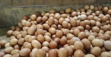 Jelang Nataru, Harga Telur Ayam Capai Rp 31 ribu per Kg