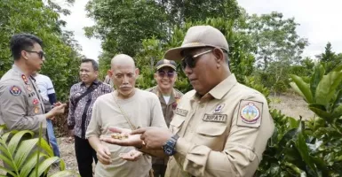 Kopi Liberika Kayong Utara Siap Dipromosikan Kemenlu RI