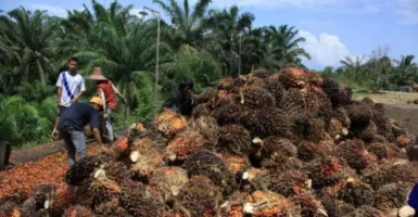 Konflik Perkebunan di Kalimantan Timur Didominasi Konflik Lahan