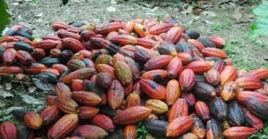Biji Kakao Kaltim Susah Bersaing dengan Daerah Lain, Ini Sebabnya