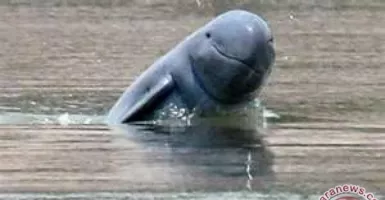 7 Fakta Pesut Mahakam, Lumba-lumba Air Tawar yang Terancam Punah