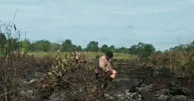 Hutan Setengah Hektare di Penajam Kebakaran, Lihat Kondisinya