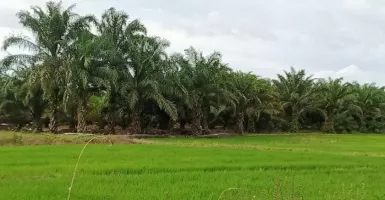 150 Hektare Sawah di Penajam Paser Utara Jadi Kebun Kelapa Sawit