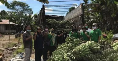 Petani di Kutai Timur Ada Kabar Baik, Pemprov Siapkan Bibit Pisang Kepok Grecek