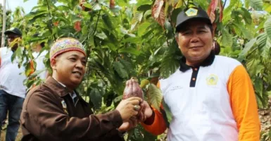 Mahakam Ulu akan Jadi Sentra Produksi Kakao, Petani Siap-Siap Kebanjiran Cuan