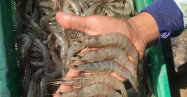 Cara Makan Seafood Tanpa Khawatir Kolesterol Naik, Wajib Coba!