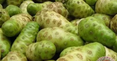 Manfaat Buah Mengkudu untuk Diabetes, Gula Darah Langsung Turun