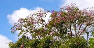 Tabebuya, Bunga Sakura di Kawasan Batamindo Mulai Bermekaran