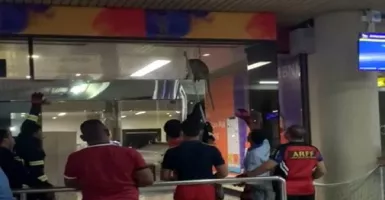 Seekor Monyet Masuk Ke Terminal Kedatangan Bandara Hang Nadim