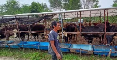 Batam Dilarang Datangkan Hewan Kurban Lagi dari Lampung