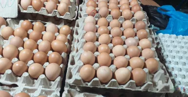 Produksi Telur Ayam di Tanjungpinang Surplus