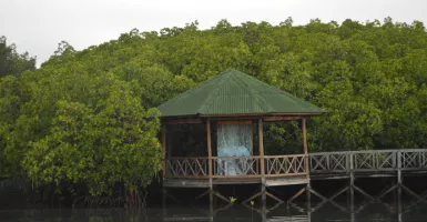 Hutan Mangrove Tongke - Tongke, Lagi Hits di Sinjai