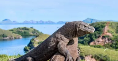 Pulau Komodo Masuk Daftar 10 Destinasi Terbaik Asia