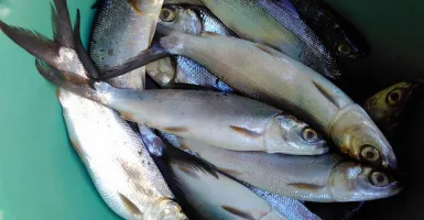 Ikan bandeng Dukung Pariwisata Pohuwato