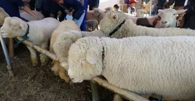 Ada Domba Batur di Dieng Culture Festival 2018