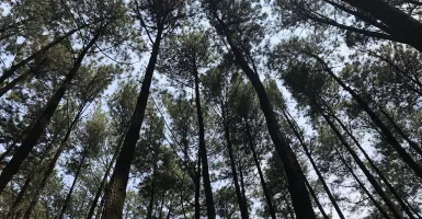 Menikmati Ketenangan di Hutan Pinus Pancar