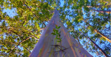 Inilah Pesona Terbaru Keindahan Pohon Pelangi di Bondowoso
