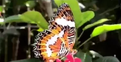 Inilah 15 Spesies Kupu-Kupu Langka di Kemenuh Butterfly Park