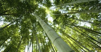 Bamboo is Wonderful, Apresiasi Para Pecinta Bambu