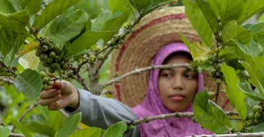 Menjajal Kopi Liberika Meranti Riau