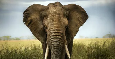 Wow, Gading Gajah Berusia 700 Ribu Tahun Ditemukan
