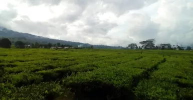 Pagaralam Heritage Trail 2018, Gunung Dempo Jadi Penyejuk
