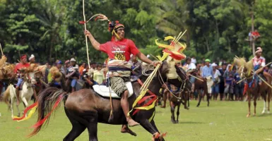 Gagahnya Kuda Sandalwood, Kuda Pacu Asli Indonesia