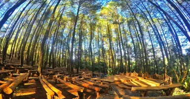 Spot Terbaik di Hutan Pinus Yogyakarta
