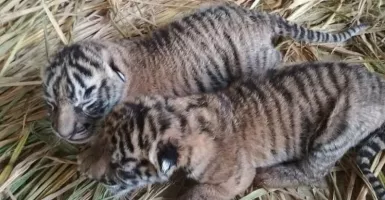 Wah, Harimau Sumatera Kedatangan Anggota Baru