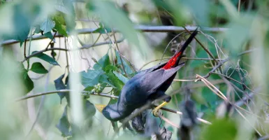 Daya Pikat Wisata Taman Nasional BNW Dengan 200 Jenis Burung