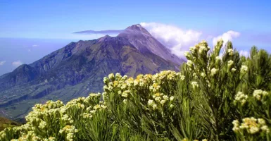 Edelweiss Tumbuh Subur di 4 Gunung di Indonesia