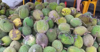 Sambut Pergantian Tahun dengan Musim Durian di Tonggolobibi