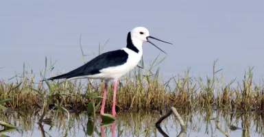Kicauan Burung di Danau Limboto Gorontalo Menarik Wisatawan