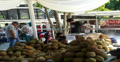 Bersiaplah, Bulan Depan Panen Raya Durian di Wonosobo