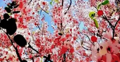 Mau Menikmati Bunga Sakura, Ke Pulau Sumba Saja