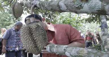 Momi, Varian Durian Baru Andalan Agrowisata Semarang