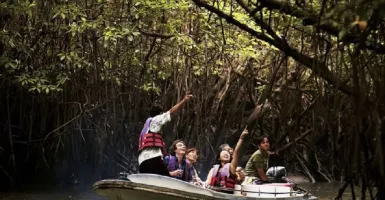 Jelajahi Pesona Hutan Mangrove di Pengudang Bintan