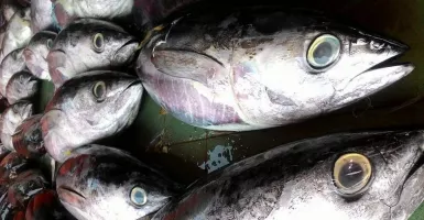 Musim Ikan Laut Tiba, Saatnya Memanjakan Lidah