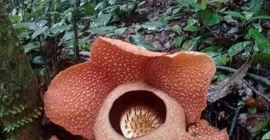 Bunga Rafflesia Mekar