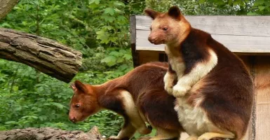 'Kanguru' asal Indonesia Ini Terancam Punah