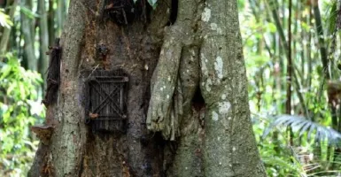 Ada Pemakaman Bayi dalam Pohon di Tana Toraja