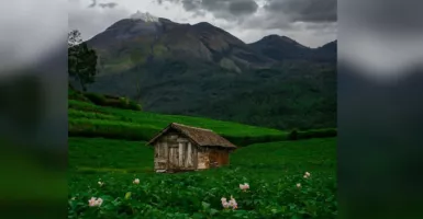 Pesona Lereng Gunung Welirang, Hamparan Hijau Bak Swiss