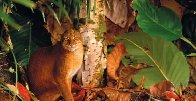 Kucing Merah Eksotik Khas Kalimantan ini Terancam Punah