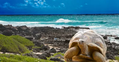 Galapagos Ingin Jalin 'Sister Island' dengan TN Komodo