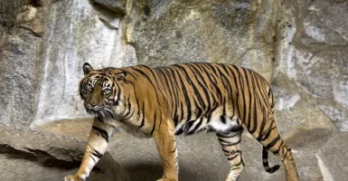 Harimau Sumatera Mendapat Anggota Baru