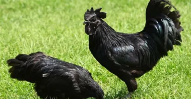 Ayam Cemani Harganya Selangit, Dibunuh Karena Mitos?