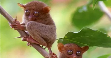 Kenalan Yuk dengan Monyet Langka di Sulawesi yang Menginspirasi Film Star Wars!